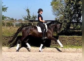 Caballo de deporte alemán, Yegua, 7 años, 168 cm, Castaño oscuro