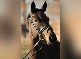 Caballo de deporte alemán, Yegua, 7 años, 168 cm, Castaño oscuro