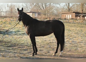 Caballo de deporte alemán, Yegua, 7 años, 168 cm, Castaño oscuro