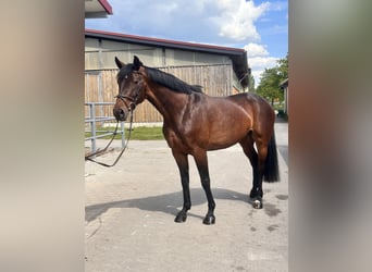 Caballo de deporte alemán, Yegua, 7 años, 168 cm, Castaño oscuro