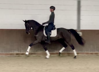 Caballo de deporte alemán, Yegua, 7 años, 168 cm, Negro