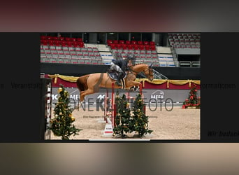 Caballo de deporte alemán, Yegua, 7 años, 169 cm, Alazán