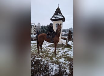 Caballo de deporte alemán, Yegua, 7 años, 170 cm, Alazán