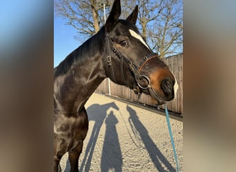 Caballo de deporte alemán, Yegua, 7 años, 170 cm