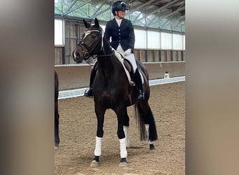 Caballo de deporte alemán, Yegua, 7 años, 170 cm