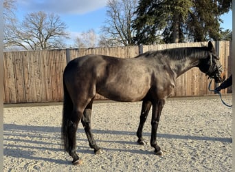 Caballo de deporte alemán, Yegua, 7 años, 170 cm