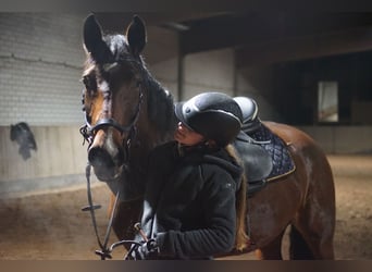 Caballo de deporte alemán, Yegua, 7 años, 170 cm