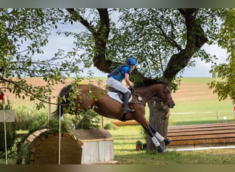 Caballo de deporte alemán, Yegua, 7 años, 170 cm, Castaño