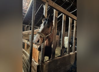 Caballo de deporte alemán, Yegua, 7 años, 170 cm, Castaño