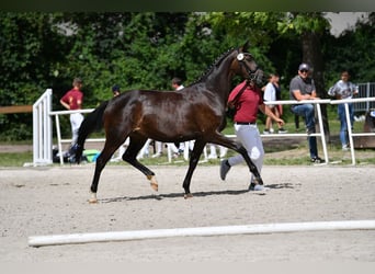 Caballo de deporte alemán, Yegua, 7 años, 170 cm, Castaño oscuro