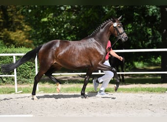 Caballo de deporte alemán, Yegua, 7 años, 170 cm, Castaño oscuro