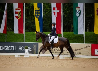 Caballo de deporte alemán, Yegua, 7 años, 170 cm, Castaño oscuro