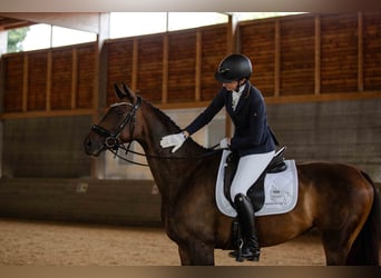 Caballo de deporte alemán, Yegua, 7 años, 170 cm, Castaño oscuro