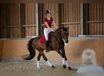 Caballo de deporte alemán, Yegua, 7 años, 170 cm, Castaño oscuro