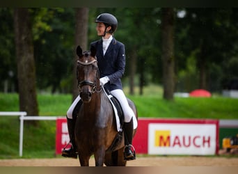 Caballo de deporte alemán, Yegua, 7 años, 170 cm, Castaño oscuro