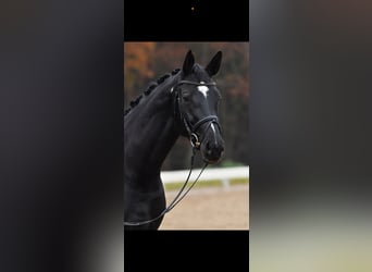 Caballo de deporte alemán, Yegua, 7 años, 170 cm, Negro