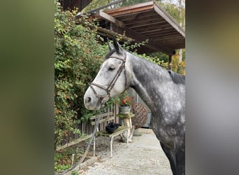 Caballo de deporte alemán, Yegua, 7 años, 170 cm, Tordo