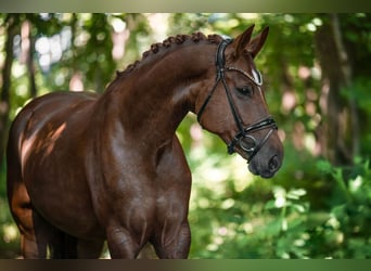 Caballo de deporte alemán, Yegua, 7 años, 171 cm, Alazán-tostado