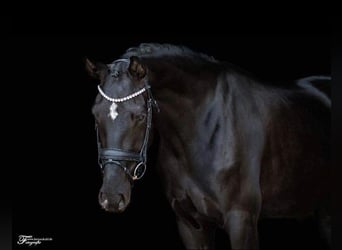 Caballo de deporte alemán, Yegua, 7 años, 171 cm, Negro