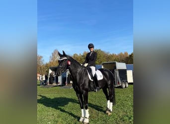 Caballo de deporte alemán, Yegua, 7 años, 171 cm, Negro