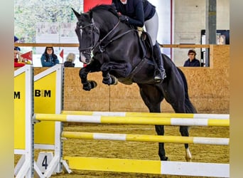 Caballo de deporte alemán, Yegua, 7 años, 171 cm, Negro