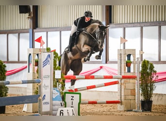 Caballo de deporte alemán, Yegua, 7 años, 171 cm, Negro