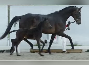 Caballo de deporte alemán, Yegua, 7 años, 172 cm, Castaño oscuro