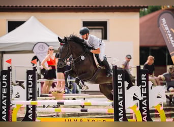 Caballo de deporte alemán, Yegua, 7 años, 172 cm, Castaño oscuro