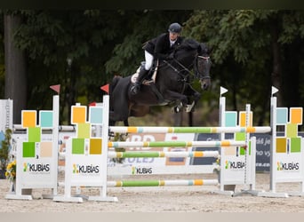 Caballo de deporte alemán, Yegua, 7 años, 172 cm, Castaño oscuro