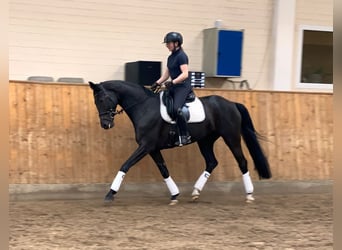 Caballo de deporte alemán, Yegua, 7 años, 172 cm, Negro
