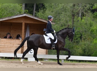 Caballo de deporte alemán, Yegua, 7 años, 172 cm, Negro