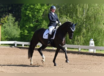 Caballo de deporte alemán, Yegua, 7 años, 172 cm, Negro