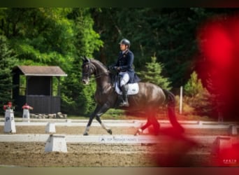 Caballo de deporte alemán, Yegua, 7 años, 172 cm, Negro