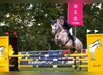 Caballo de deporte alemán, Yegua, 7 años, 172 cm, Tordo