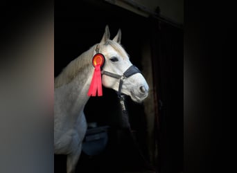 Caballo de deporte alemán, Yegua, 7 años, 172 cm, Tordo