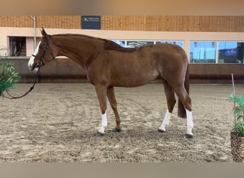 Caballo de deporte alemán, Yegua, 7 años, 174 cm, Alazán