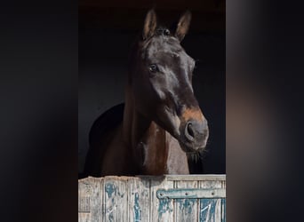 Caballo de deporte alemán, Yegua, 7 años, 176 cm, Castaño oscuro