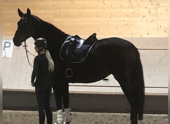 Caballo de deporte alemán, Yegua, 7 años, 177 cm, Castaño oscuro