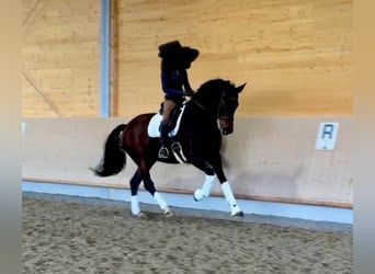 Caballo de deporte alemán, Yegua, 7 años, 177 cm, Castaño oscuro