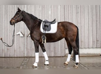 Caballo de deporte alemán, Yegua, 7 años, 177 cm, Castaño oscuro