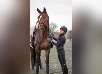 Caballo de deporte alemán, Yegua, 7 años, 178 cm, Castaño