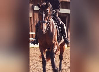 Caballo de deporte alemán, Yegua, 7 años, 178 cm, Castaño