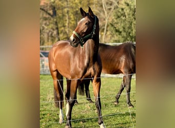 Caballo de deporte alemán, Yegua, 7 años, Castaño