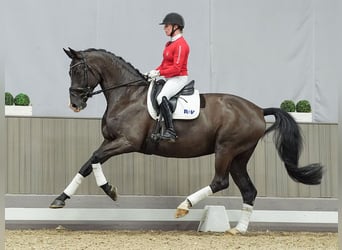 Caballo de deporte alemán, Yegua, 7 años, Negro