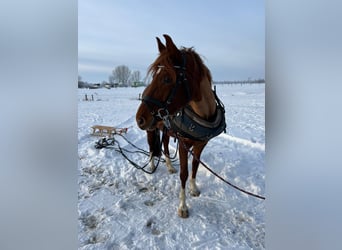 Caballo de deporte alemán, Yegua, 8 años, 155 cm, Alazán