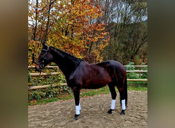 Caballo de deporte alemán, Yegua, 8 años, 162 cm, Castaño oscuro