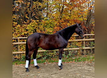 Caballo de deporte alemán, Yegua, 8 años, 162 cm, Castaño oscuro