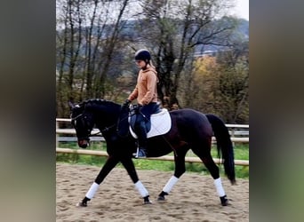 Caballo de deporte alemán, Yegua, 8 años, 162 cm, Castaño oscuro