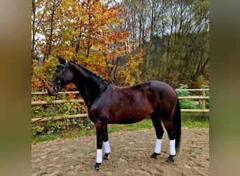 Caballo de deporte alemán, Yegua, 8 años, 162 cm, Castaño oscuro