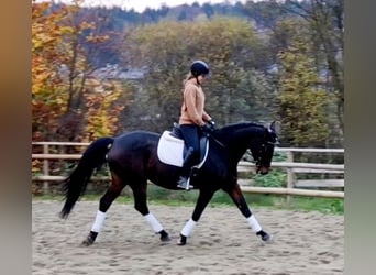 Caballo de deporte alemán, Yegua, 8 años, 162 cm, Castaño oscuro